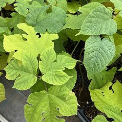 カジノキ（梶の木）3号ポット