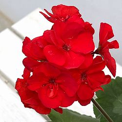 ゼラニウム：カリオペスカーレット5号ポット