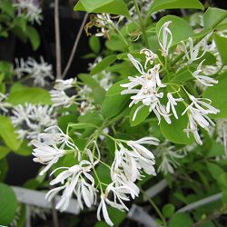 一才ヒトツバタゴ3号ポット