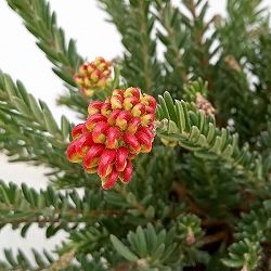 グレビレア：ファイヤーワークス4号ポット