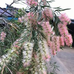 カリステモン：インジューン3.5-4号ポット