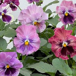 パンジー：きもの　ラベンダーピンク3.5号ポット 12株セット