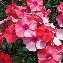 フロックス：ビンセントバンゴッホ3号ポット