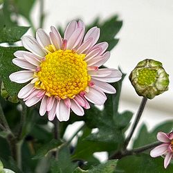 キク（小菊）：熊野の雪3号ポット[10～11月頃開花　八重咲き・遅咲き種　クマノノユキ]