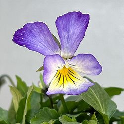 ビオラ：丸森ビオラ　ブラックスワン3号ポット