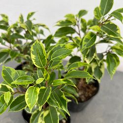 フィカス：ベンジャミン・ラブリー　3号ポット