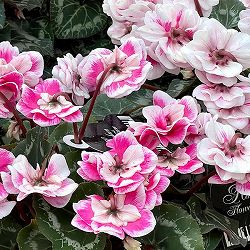 シクラメン：ダブルベリーサンデー3号ポット