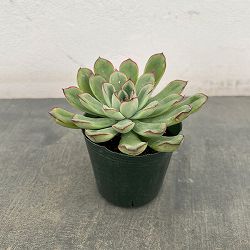 エケベリア：ペルシダ　2.5号ポット*