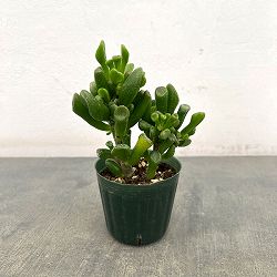 クラッスラ：宇宙の木（ウチュウノキ）2.5号ポット