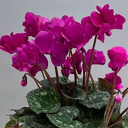 シクラメン（ミニ）：広原園さん変り咲き（25-03）スクリュースターパープル3号ポット【現品販売】