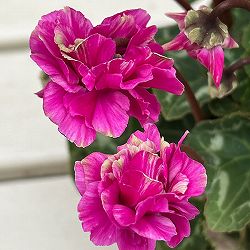 シクラメン（ミニ）：広原園さん変り咲き（25-09）3号ポット【現品販売】