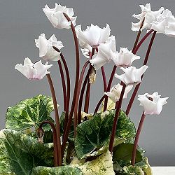 シクラメン（ミニ）：広原園さん変り咲き（25-10）斑入り3号ポット【現品販売】