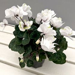 シクラメン（ミニ）：広原園さん変り咲き（25-11）エクストラミルク（抹茶ラテ）3号ポット【現品販売】