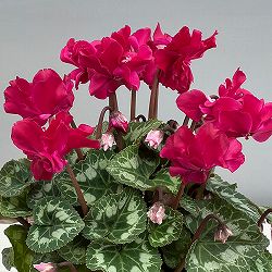 シクラメン（ミニ）：広原園さん変り咲き（25-12）ブレイズワインレッド3号ポット【現品販売】