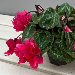 シクラメン（ミニ）：広原園さん変り咲き（25-14）ボンボン3号ポット【現品販売】