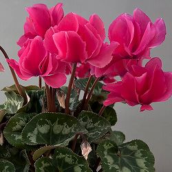 シクラメン（ミニ）：広原園さん変り咲き（25-15）元祖スクリュースターピンク3号ポット【現品販売】