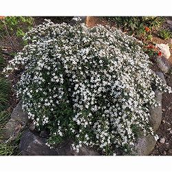 テンノウメ（ハイブリット）白花3号ポット