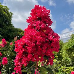 サルスベリ：ディアルージュ3.5号ポット