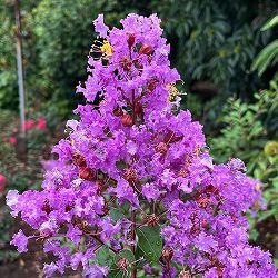 サルスベリ：ディアパープル3.5号ポット