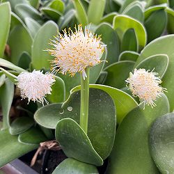 マユハケオモト5号鉢植え