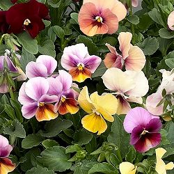 ビオラ：ロカハーツ　パステルミックス3.5号ポット