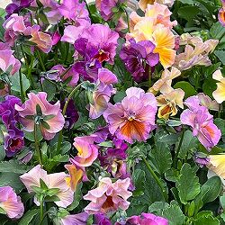 パンジー：ロカハーツ　クリコット3.5号ポット