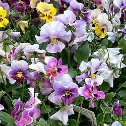 ビオラ：ロカハーツ　ホルシス3.5号ポット