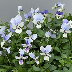 ビオラ：ロカハーツ　ブルーウィングス3.5号ポット