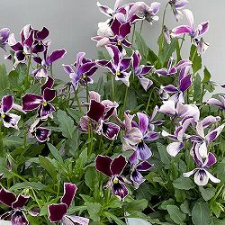 ビオラ：ロカハーツ　月狼3.5号ポット