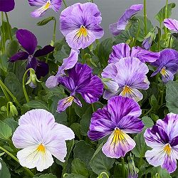 ビオラ：ロカハーツ　サマーナイト3.5号ポット