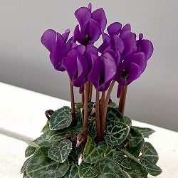 シクラメン：ミニョン　ドラゴン　ディープブルー2号ポット