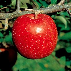 リンゴ：夢つがる（ゆめつがる）4～5号ポット