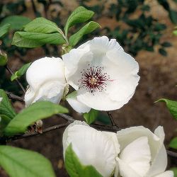 アメリカシャラ：マラコデンドロン3.5号ポット