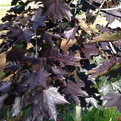 ノルウェーカエデ：クリムゾンキング3.5号ポット