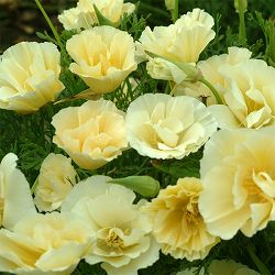 エスコルチア：ミルクメイド3号ポット*