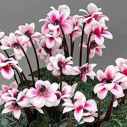 シクラメン：チモ ピコティ　バイカラーピンク4号鉢植え