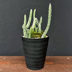 セネシオ：スタペリフォルミス　4号プラ鉢植え