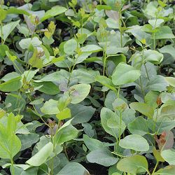 ユーカリ：キャベッジガム5号ポット