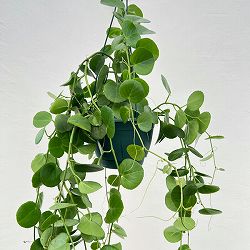 シッサス：ロツンディフォリア 7号吊り鉢