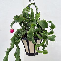 エピフィラム：グアテマレンシス 5号吊り鉢・アクアセル入り