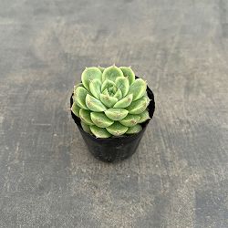 エケベリア：クィーンローズ　2号ポット