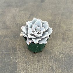 エケベリア：クリスペイトビューティ　2号ポット