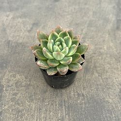 エケベリア：キャンディーカット　2号ポット