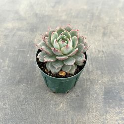 エケベリア：アンジーナ　2号ポット