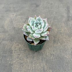 エケベリア：グレイシャー　2号ポット