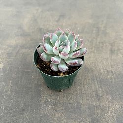 エケベリア：風花雪月　2号ポット