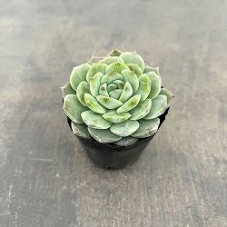 エケベリア：アメージンググレイス　2号ポット