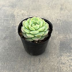 エケベリア：ローズフェアリー　2号ポット
