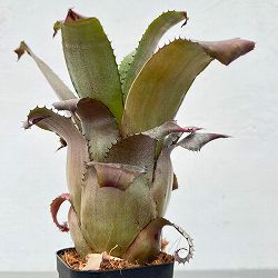 ホヘンレゲリア：アイスティー 3.5号ポット