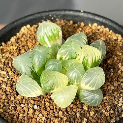 ハオルチア：姫オブツーサ錦2.5号鉢植え